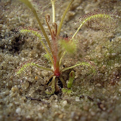 Drosera longiscapa unspecified picture