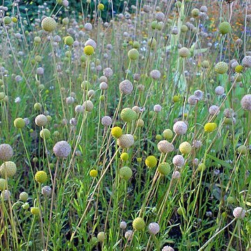 Helenium aromaticum unspecified picture