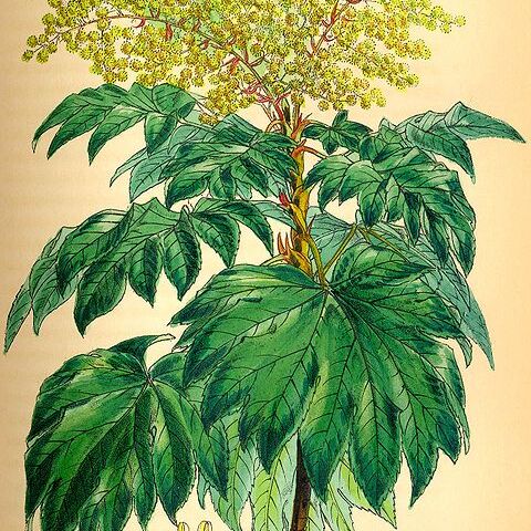 Tetrapanax unspecified picture