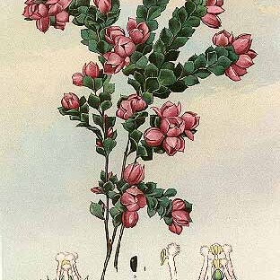 Boronia serrulata unspecified picture