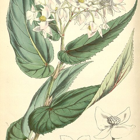 Begonia microptera unspecified picture