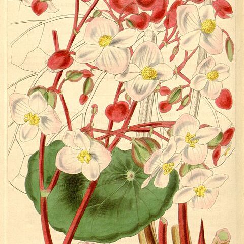 Begonia albococcinea unspecified picture