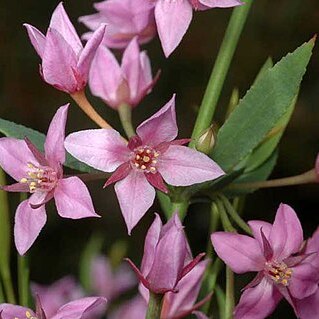 Boronia barkeriana unspecified picture