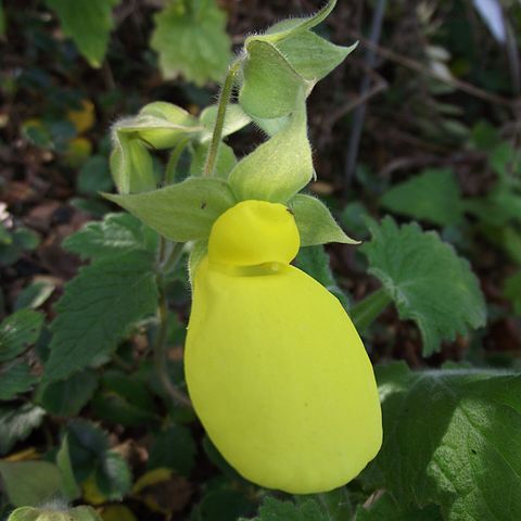 Calceolaria tomentosa unspecified picture