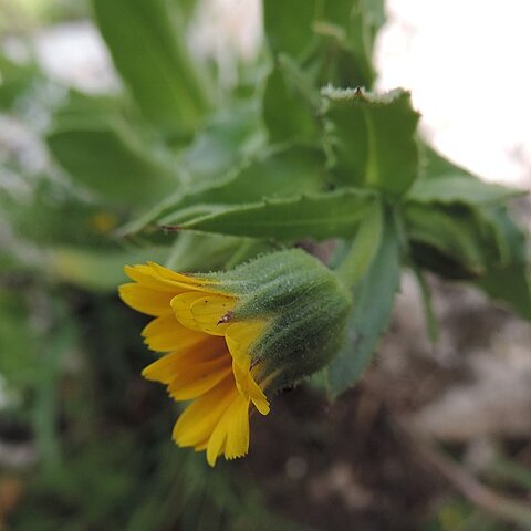 Calendula palaestina unspecified picture