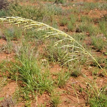 Chrysopogon fallax unspecified picture