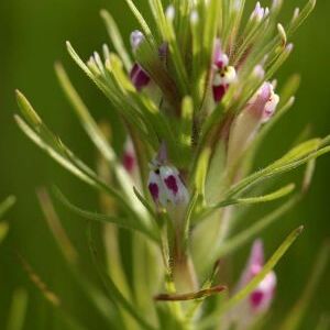 Castilleja brevistyla unspecified picture