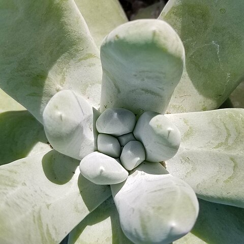 Dudleya pachyphytum unspecified picture