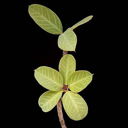 Euphorbia socotrana unspecified picture