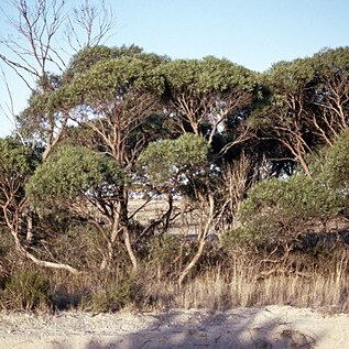 Eucalyptus merrickiae unspecified picture