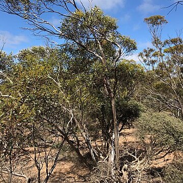 Eucalyptus depauperata unspecified picture