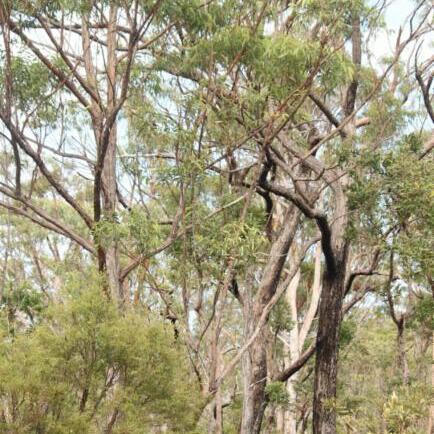 Eucalyptus psammitica unspecified picture