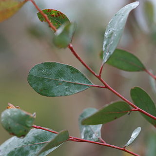 Eucalyptus camphora unspecified picture