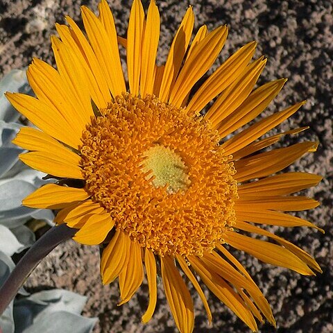 Enceliopsis argophylla unspecified picture