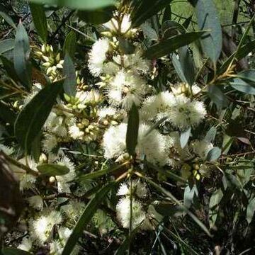 Eucalyptus ligulata unspecified picture