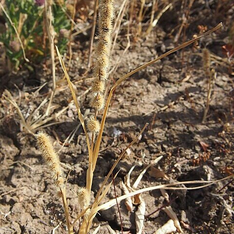 Elytrophorus unspecified picture