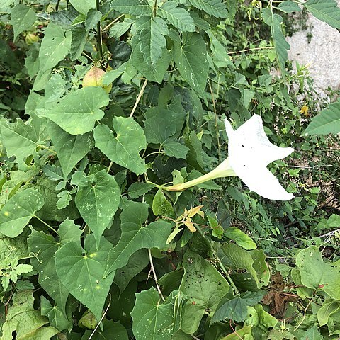Ipomoea tastensis unspecified picture
