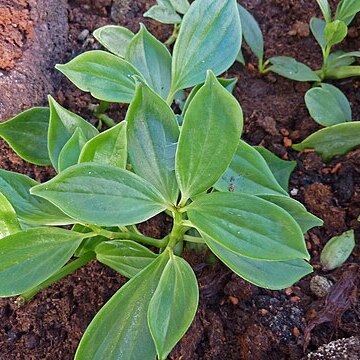 Peperomia weberbaueri unspecified picture