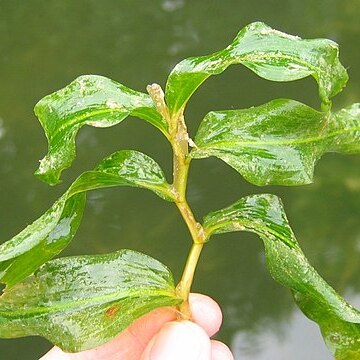 Potamogeton praelongus unspecified picture
