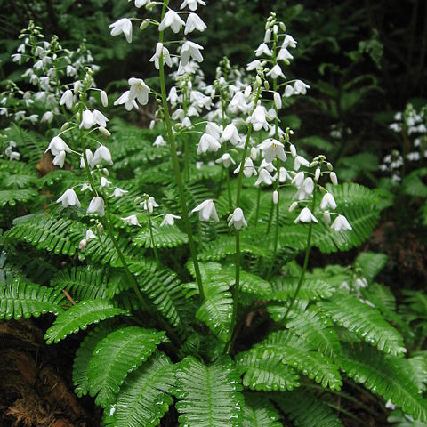 Pteridophyllum unspecified picture