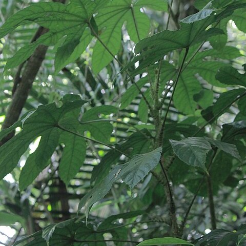 Osmoxylon masarangense unspecified picture