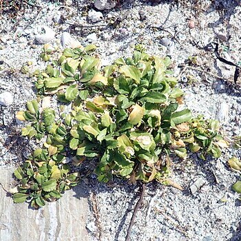 Lepidium rekohuense unspecified picture