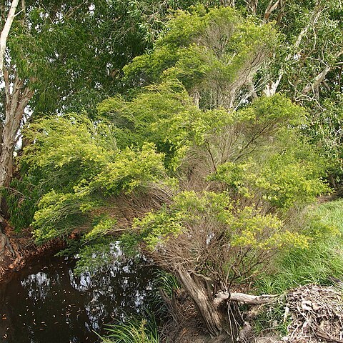 Leptospermum neglectum unspecified picture