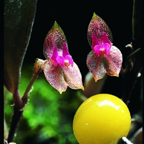 Lepanthes papillipetala unspecified picture