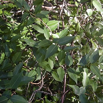 Gymnanthera unspecified picture