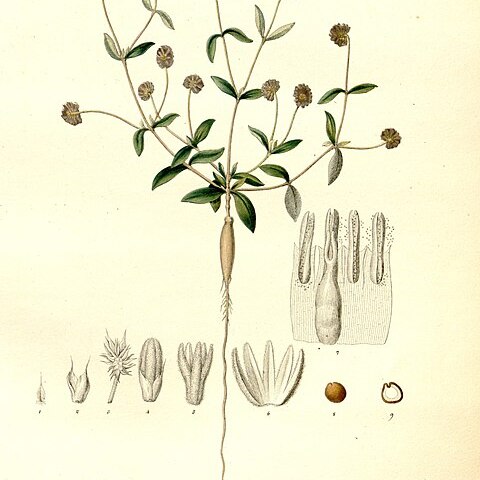 Gomphrena macrorhiza unspecified picture