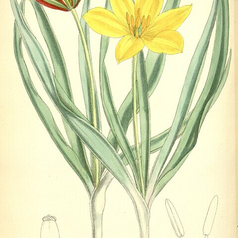 Tulipa tetraphylla unspecified picture
