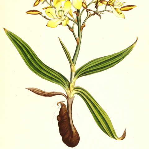 Wachendorfia paniculata unspecified picture
