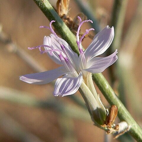 Stephanomeria pauciflora unspecified picture
