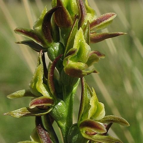 Prasophyllum canaliculatum unspecified picture