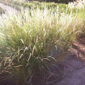 Pappophorum unspecified picture