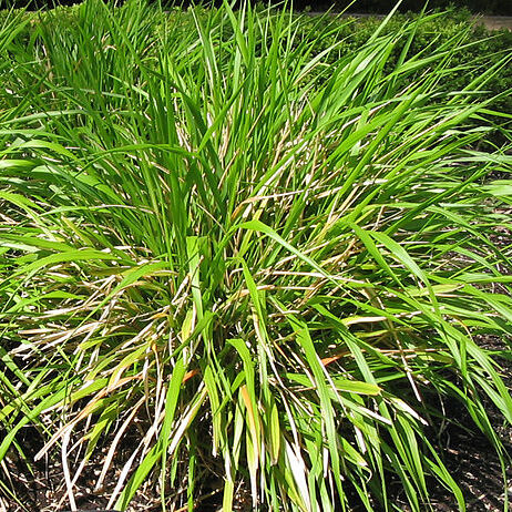 Piptatherum unspecified picture