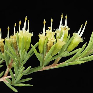 Homoranthus melanostictus unspecified picture