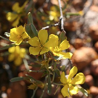 Hibbertia desmophylla unspecified picture