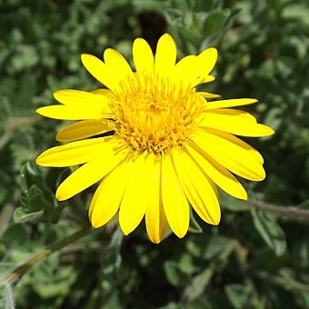 Heterotheca mucronata unspecified picture