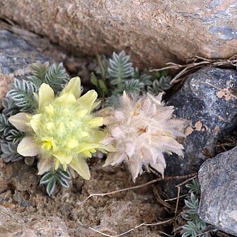 Astragalus pelliger unspecified picture