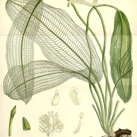 Aponogeton madagascariensis unspecified picture
