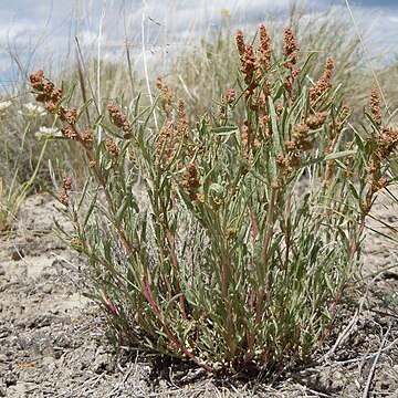 Atriplex gardneri unspecified picture