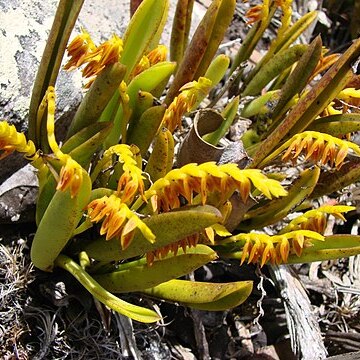 Acianthera ochreata unspecified picture