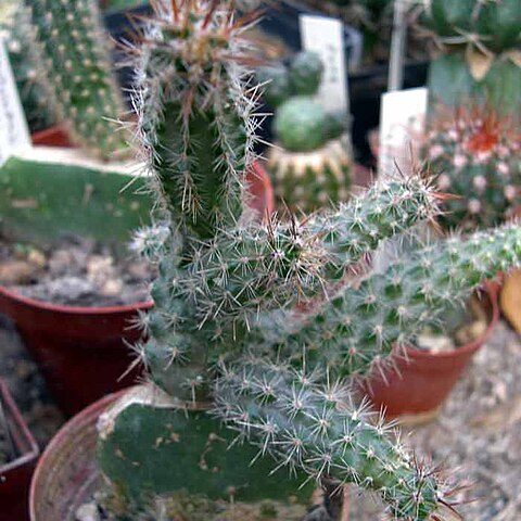 Austrocactus coxii unspecified picture
