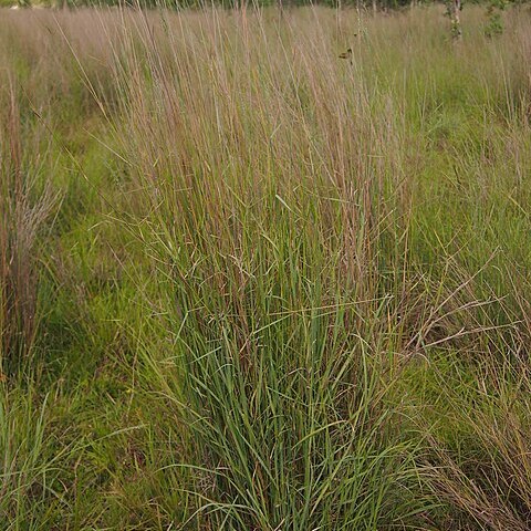 Arundinella nepalensis unspecified picture