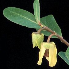 Asimina tetramera unspecified picture