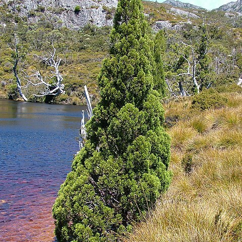 Athrotaxis cupressoides unspecified picture