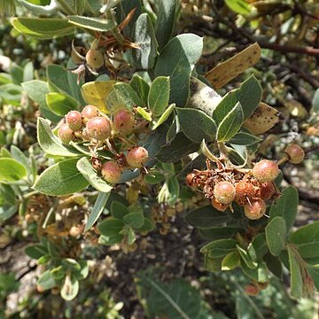 Arctostaphylos hookeri unspecified picture