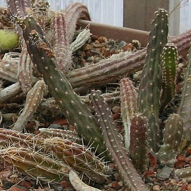 Austrocactus spiniflorus unspecified picture