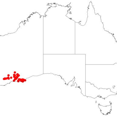 Leptospermum incanum unspecified picture